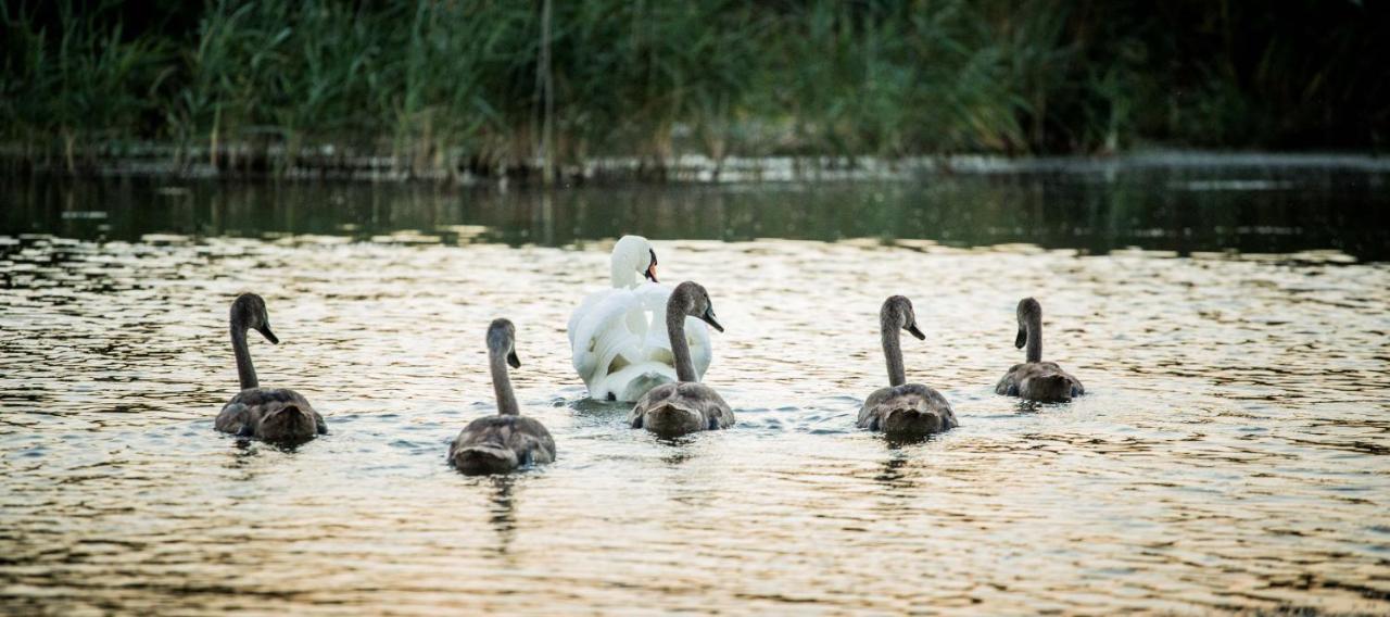 Pensiunea Nest Дунавэцу-де-Жос Экстерьер фото